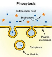 Pinocytosis mechanism