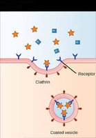 Receptor-mediated endocytosis mechanism