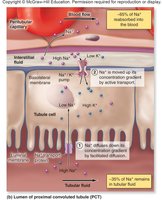 Sodium reabsorption in the PCT