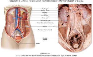 Labeled anatomical diagram of the urinary system, anterior view