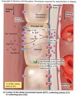 Sodium reabsorption in the DCT, CT, or CD
