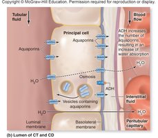 Water reabsorption in the collecting duct