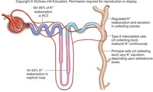 Potassium movement in the nephron