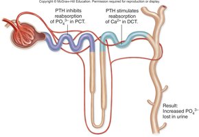 Calcium and phosphate ion reabsorption
