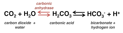 Bicarbonate and hydrogen ion movement