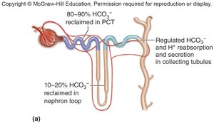 Bicarbonate ion and hydrogen ion reabsorption and secretion
