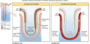 Interstitial fluid concentration gradient in the kidney