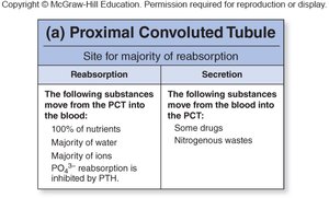 Urea recycling in the nephron