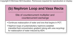 Urea movement in the nephron