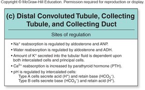 Urea cycling and concentration gradient