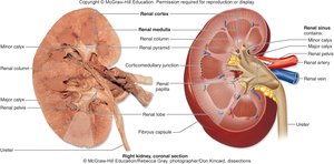 Coronal section of the kidney showing internal structures