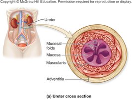 Ureter cross section and anatomical location