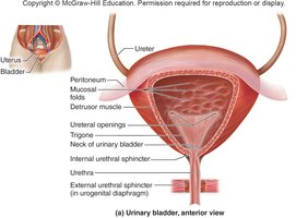 Urinary bladder, anterior view