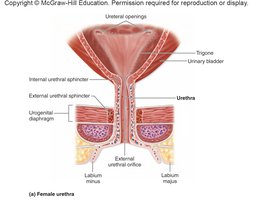 Female urethra anatomy