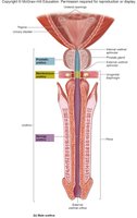 Male urethra anatomy