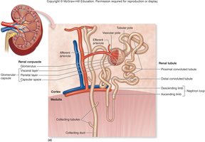 Diagram of nephron structure