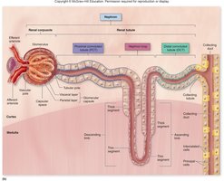 Nephron stretched out showing all segments