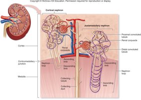 Comparison of cortical and juxtamedullary nephrons