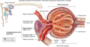 Juxtaglomerular apparatus structure