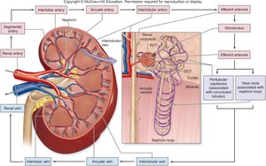 Blood supply to the kidneys