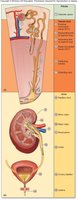 Structures that transport fluids through the urinary system