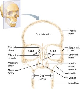 Labeled diagram of the skull showing cranial and facial bones and cavities
