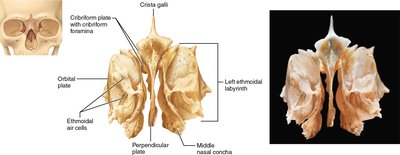 Anterior view of the ethmoid bone showing major features