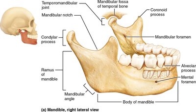 Lateral view of the mandible showing major features