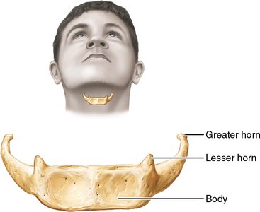 Anterior view of the hyoid bone showing greater and lesser horns and body