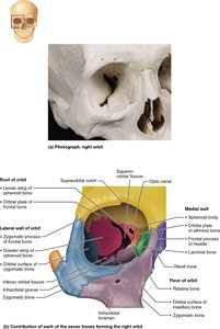 Bones forming the right orbit, showing contributions of each bone
