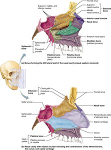 Bones forming the lateral wall of the nasal cavity
