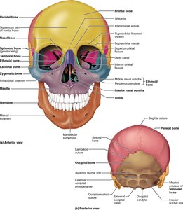 Anterior and posterior views of the skull showing major bones and sutures