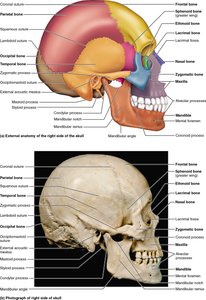 Lateral and right-side views of the skull showing external anatomy and sutures