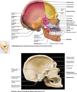 Midsagittal section of the skull showing internal anatomy and cavities