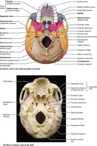 Inferior view of the skull showing cranial base and foramina