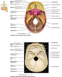 Superior view of the cranial base showing frontal bone and foramina