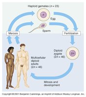 Diagram of human life cycle showing haploid gametes and diploid adults