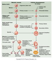 Oogenesis and follicular development