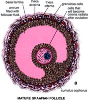Histology of mature Graafian follicle