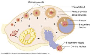 Hormonal changes and menstrual cycle phases