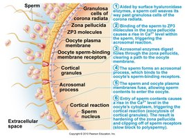 Acrosomal reaction and blocks to polyspermy
