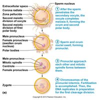 Events after sperm penetrates oocyte