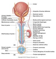 Diagram of male reproductive system in cross-section