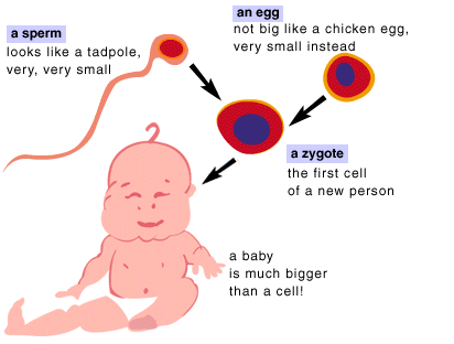 Stages from ovulation to implantation