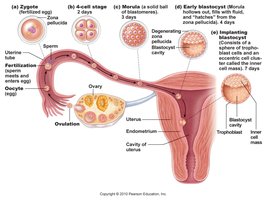 Implantation of blastocyst
