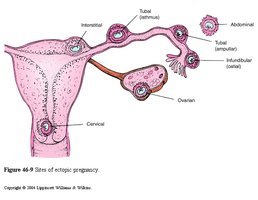 Gastrulation and germ layer formation