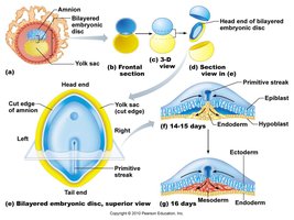 Neural tube formation at 20 days
