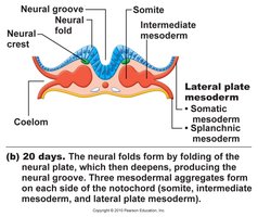 Neural tube closure at 22 days