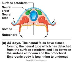 End of week 4 embryo structure