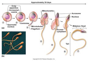 Steps of spermiogenesis